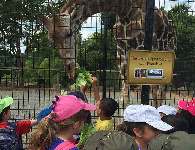 zoo Summer Camps